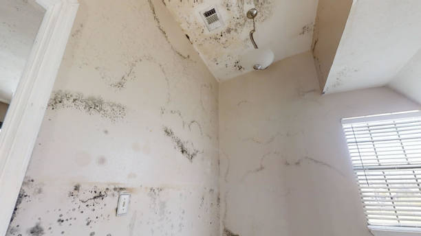 Reliable Hawaiian Beaches, HI Mold Removal Solutions