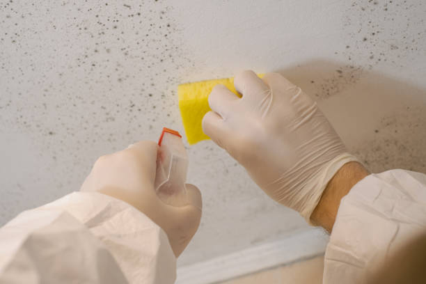 Best Emergency Mold Remediation  in Hawaiian Beaches, HI