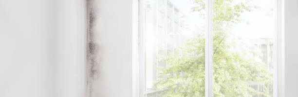 Best Residential Mold Inspection & Testing  in Hawaiian Beaches, HI