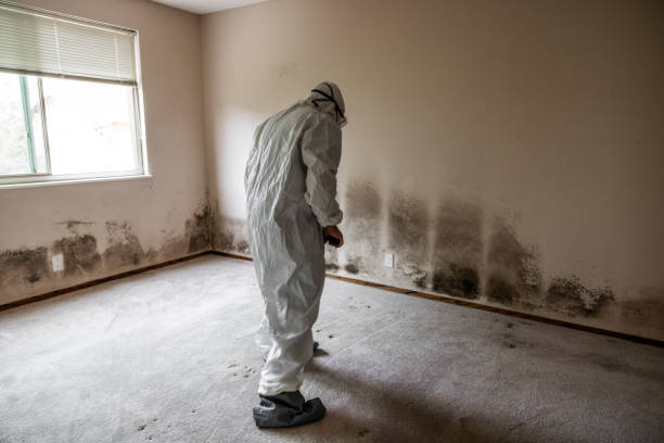 Mold Documentation for Insurance Claims in Hawaiian Beaches, HI