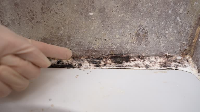 Best Mold Prevention Services  in Hawaiian Beaches, HI